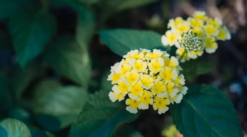 Lantana