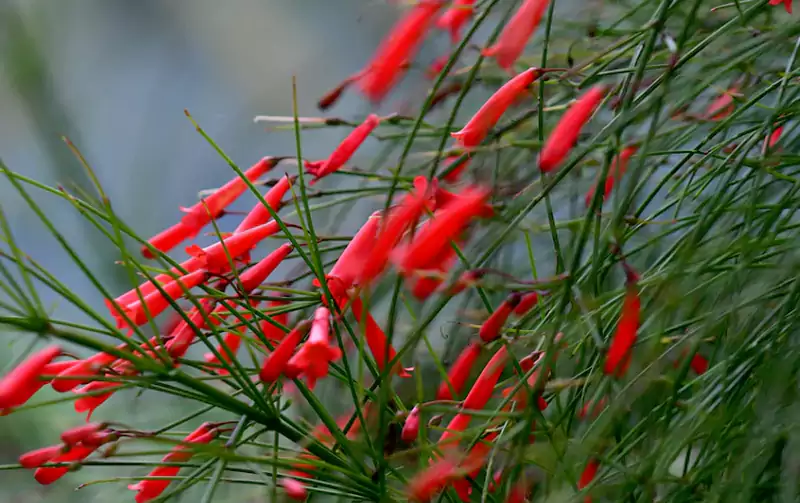 Large Firecracker Plant Russelia Equisetiformis