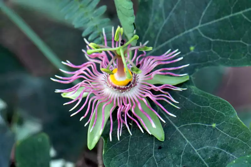 Mexican Passion Flower