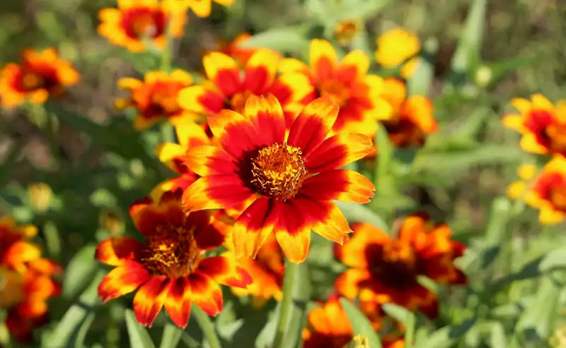 Mexican Zinnia