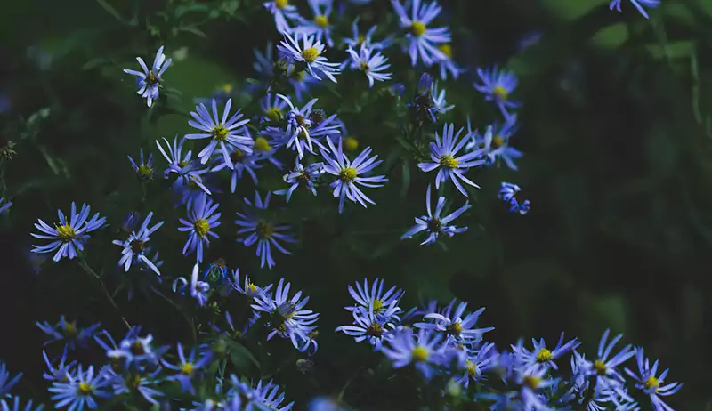 New York Aster