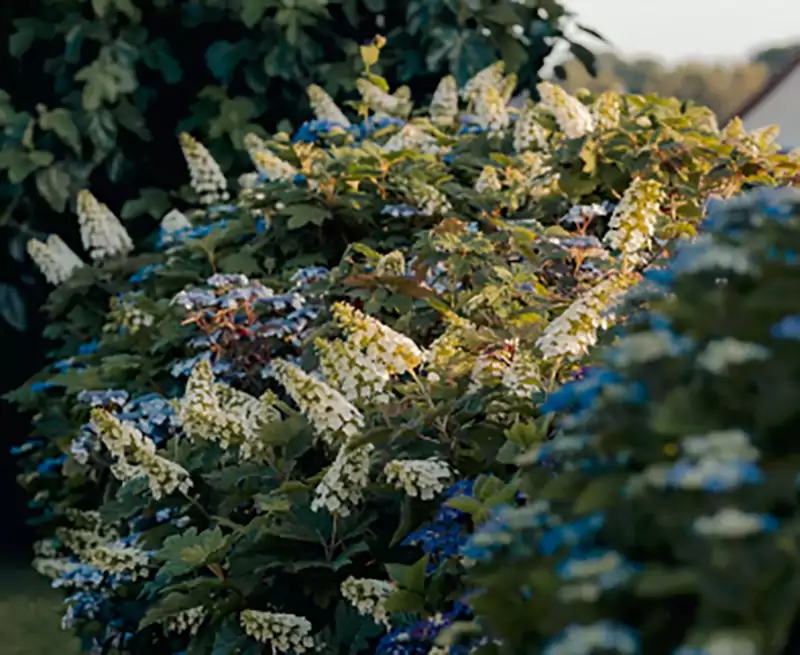 Oak Leaf Hydrangea