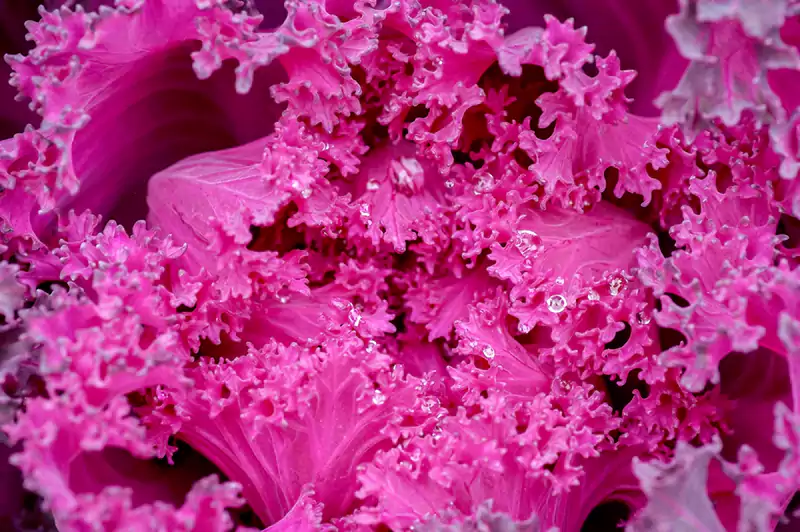 Ornamental Cabbage