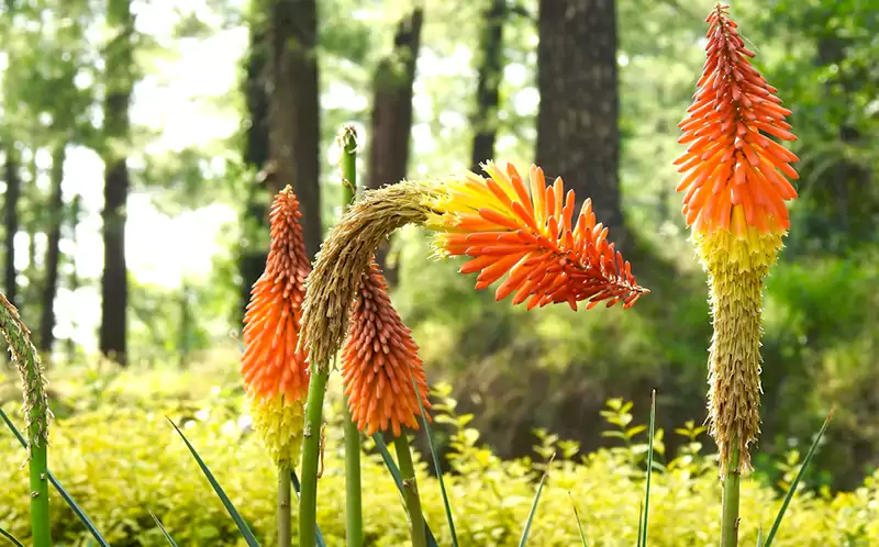 Red Hot Poker
