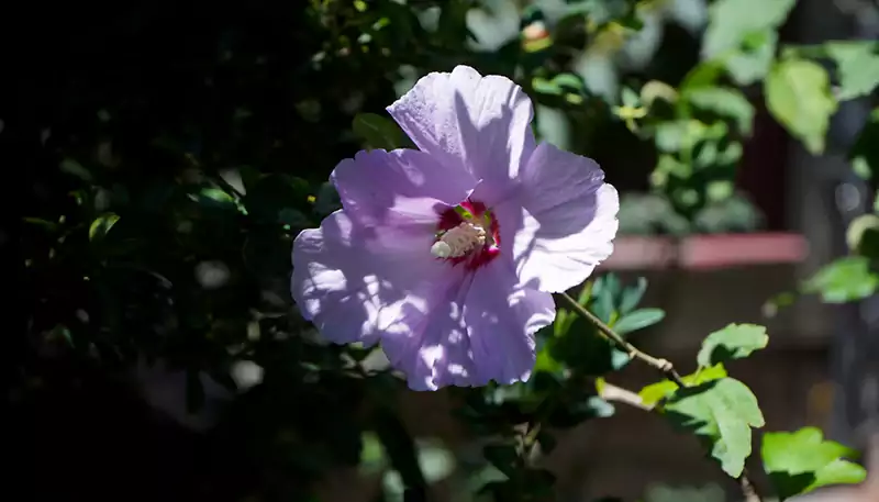 Rose of Sharon