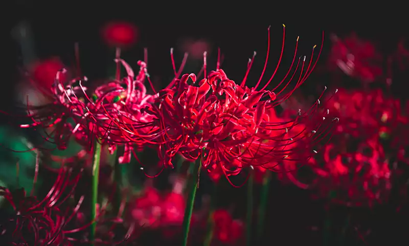 Spider Lily