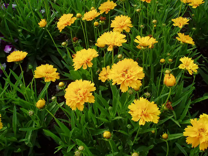 Coreopsis Early Sunrise