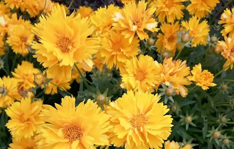 Coreopsis Grandiflora