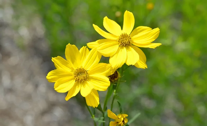 Coreopsis Palmata