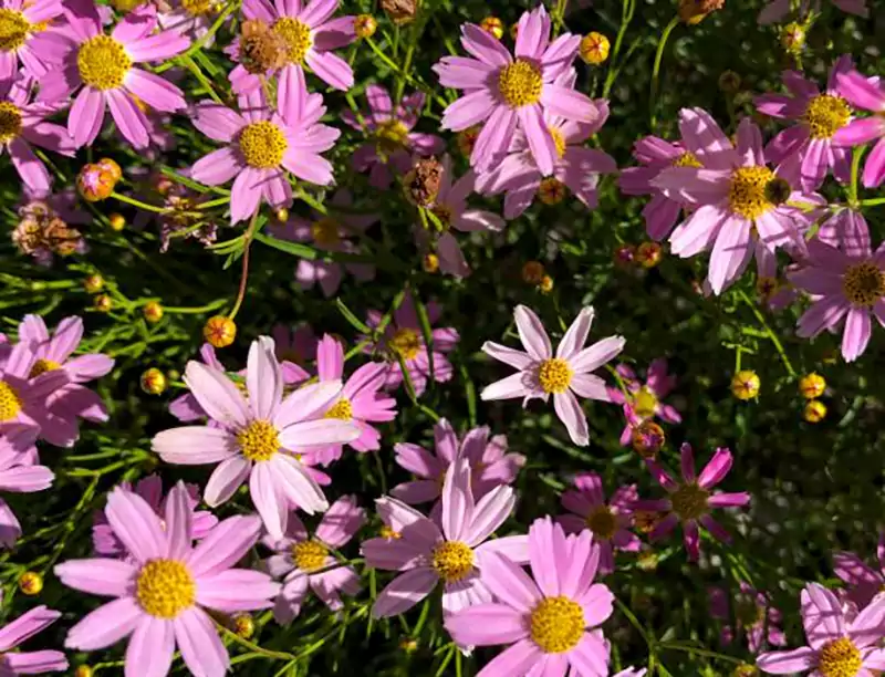 Coreopsis rosea