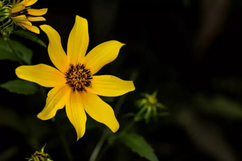 Coreopsis tripteris