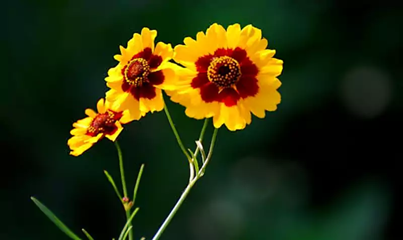 Coreopsis