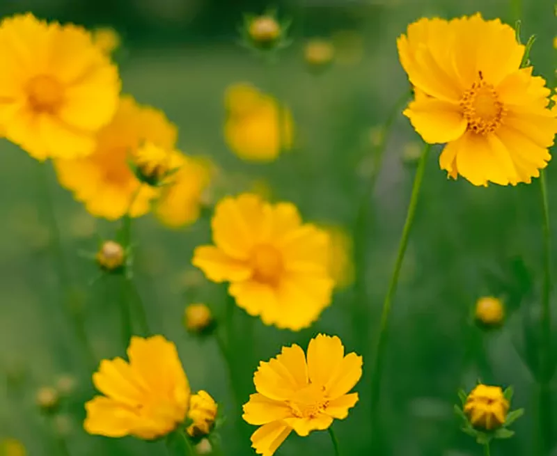 Lanceleaf Coreopsisss