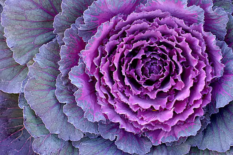 Ornamental Kale and Cabbage