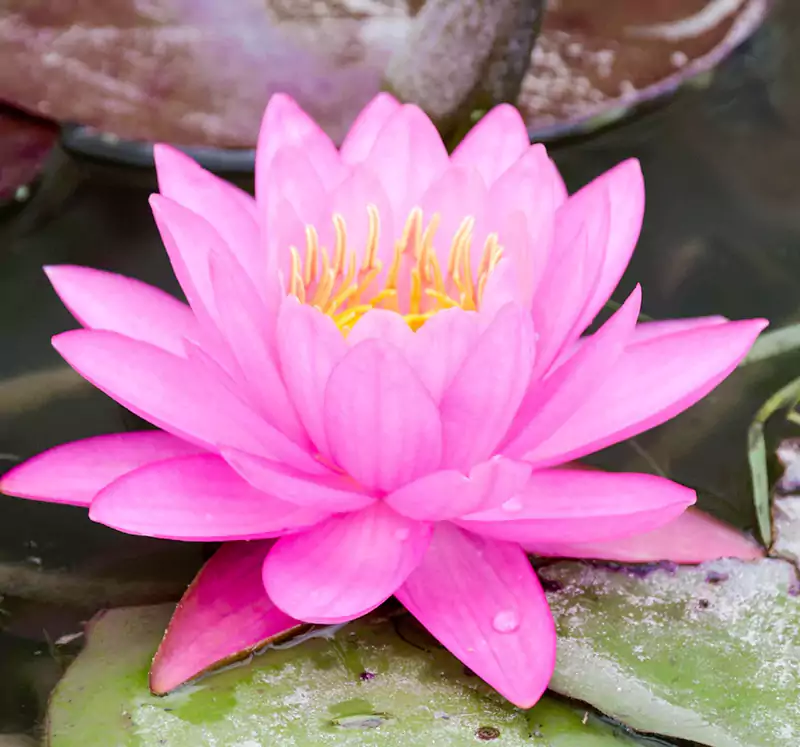 Pink lotus