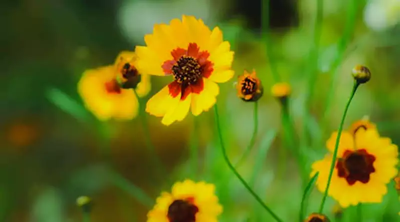 Plains Coreopsis