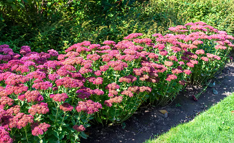 Sedum Plant