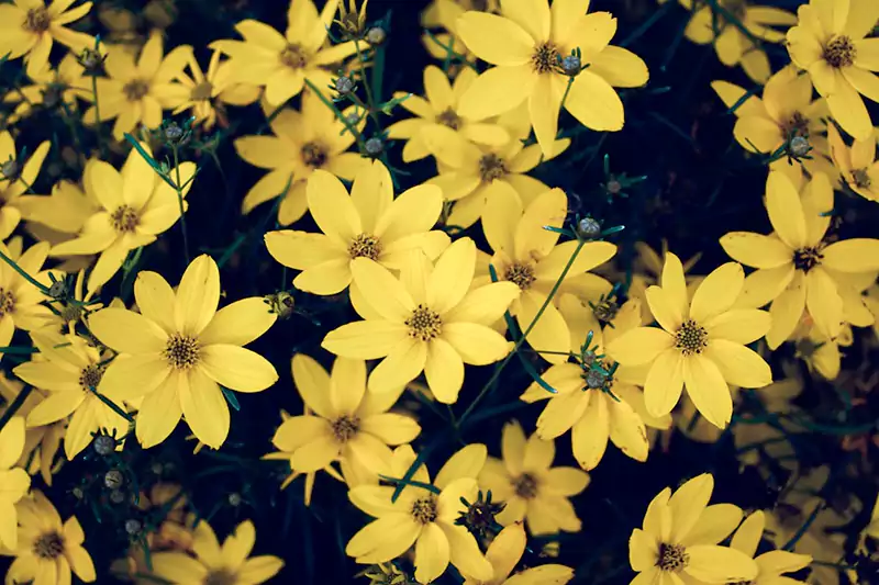Threadleaf Coreopsis