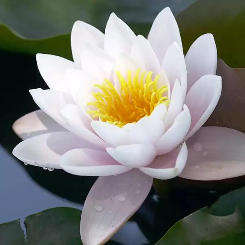 White lotus