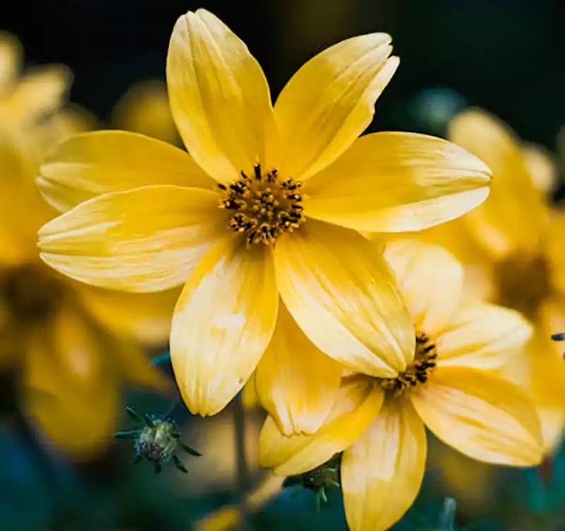 Zagreb Coreopsis