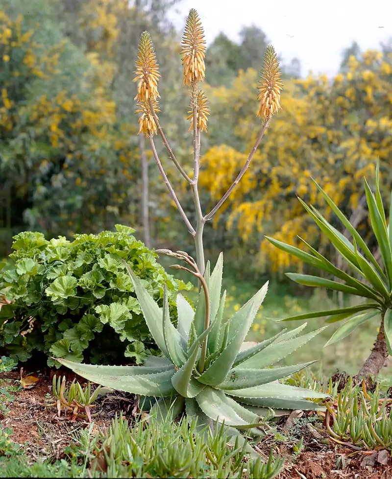 Aloe Plant Care