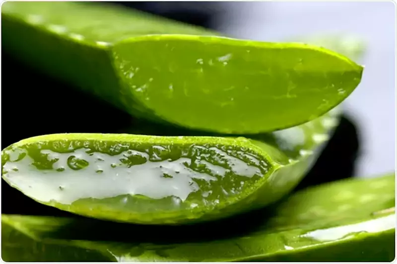 Aloe Vera Plant Care