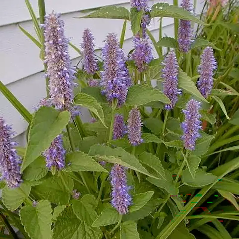 Anise Hyssop