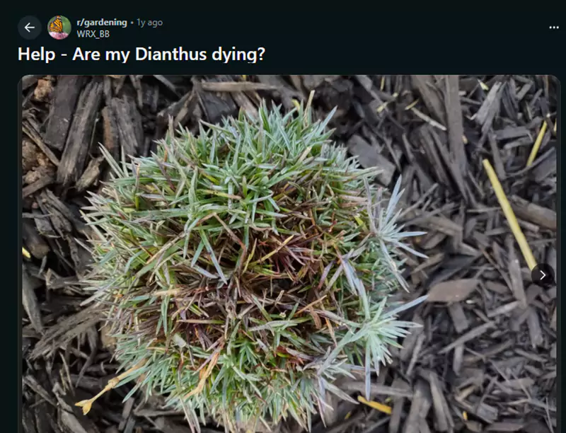 Are my dianthus dying Reddit query