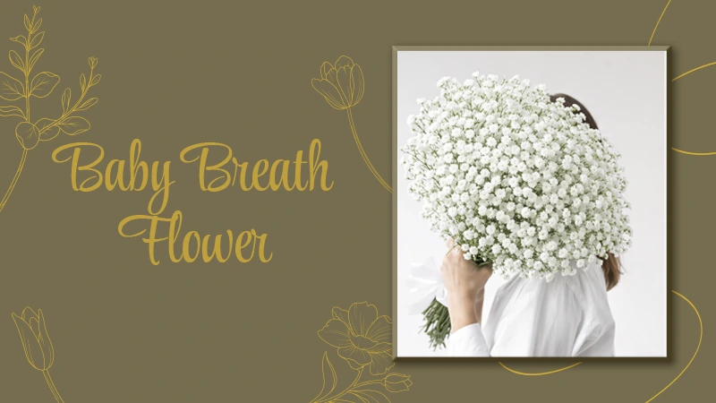 Baby Breath Flower