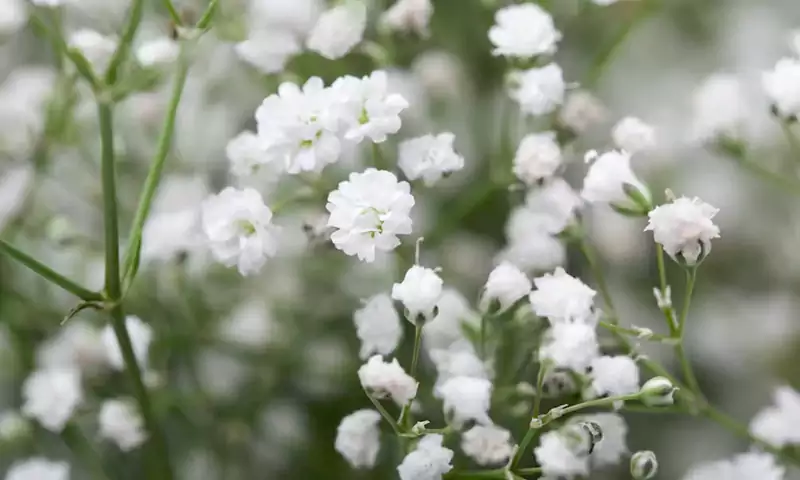 Baby Breath Flower