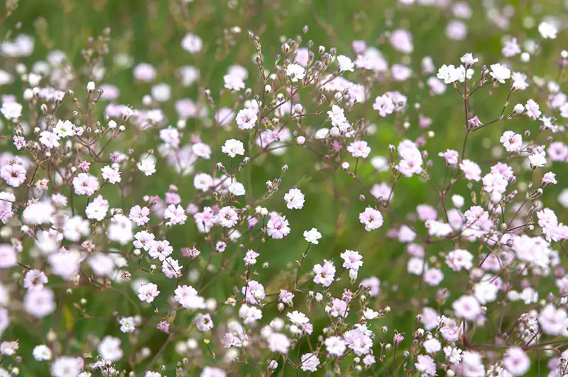 Baby breath flowers