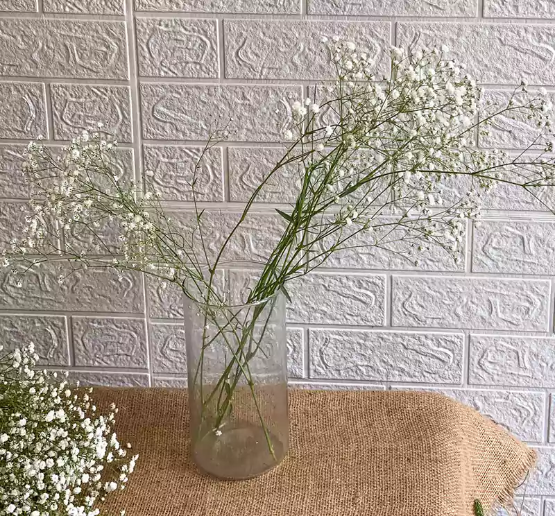 Baby s Breath in a vase