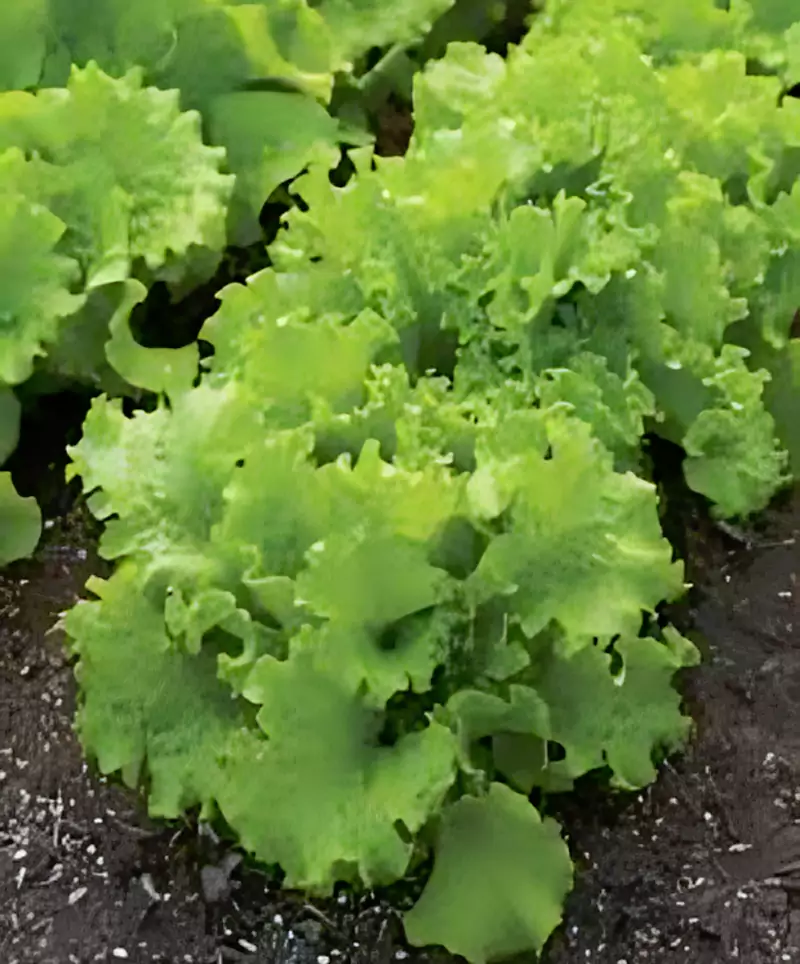 Black seeded Simpson lettuce