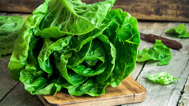 Butterhead Lettuce
