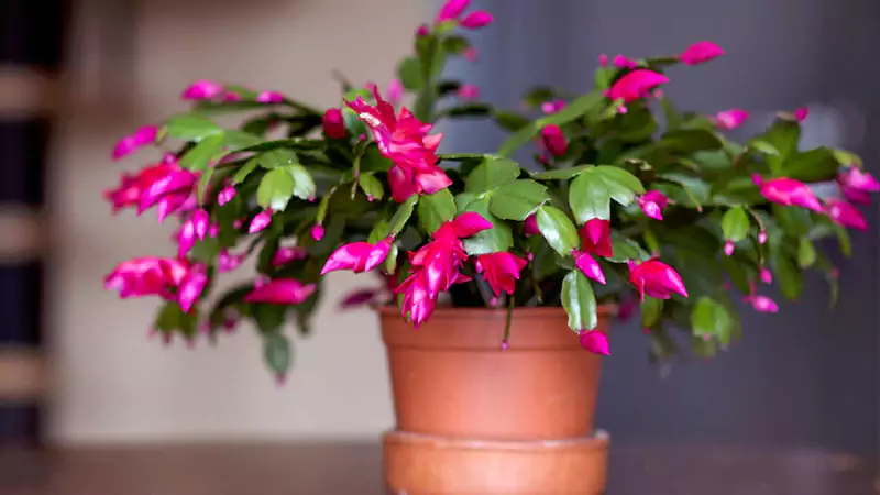 Christmas Cactus Plant