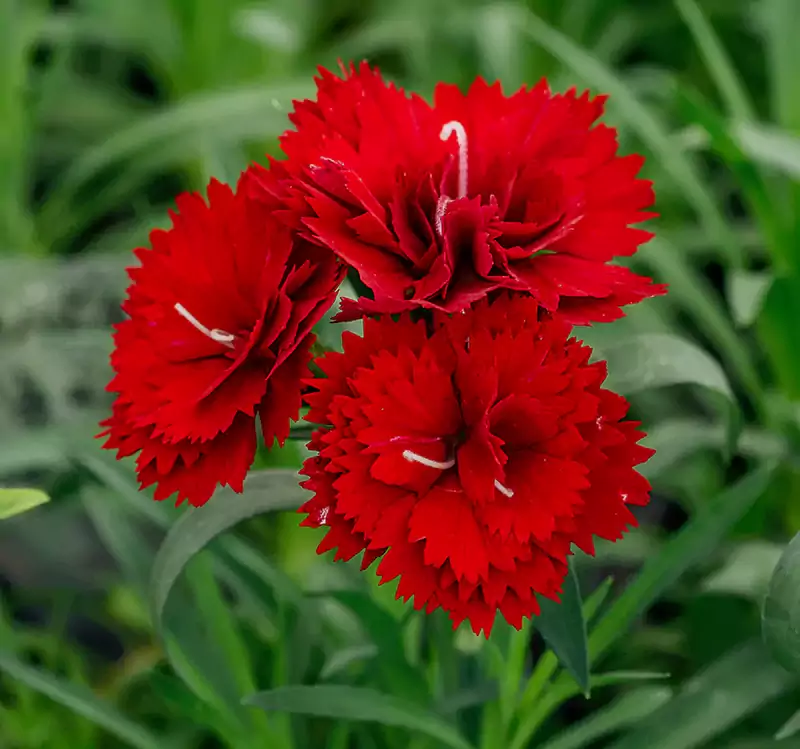 D caryophyllus carnations