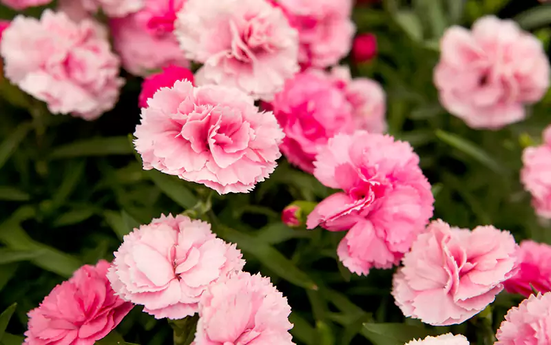 Dianthus Flower