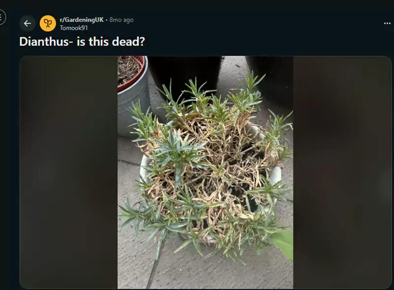 Dianthus is this dead Reddit query