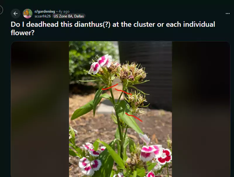 Do I deadhead this dianthus at the cluster or each individual flower Reddit Query
