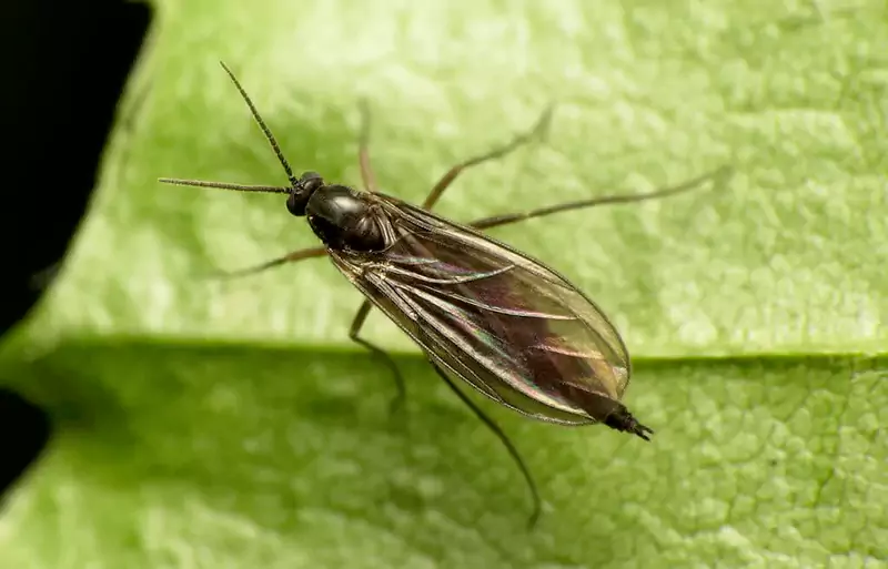 Fungus gnats on Christmas cactus