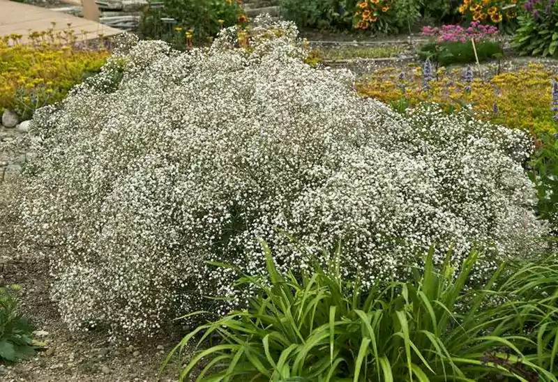 G paniculata Bristol Fairy