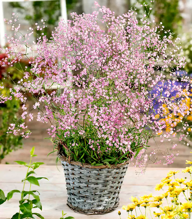 G paniculata Pink Fairy