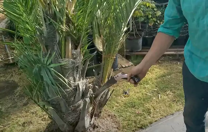 Identifying a healthy date palm offshoot