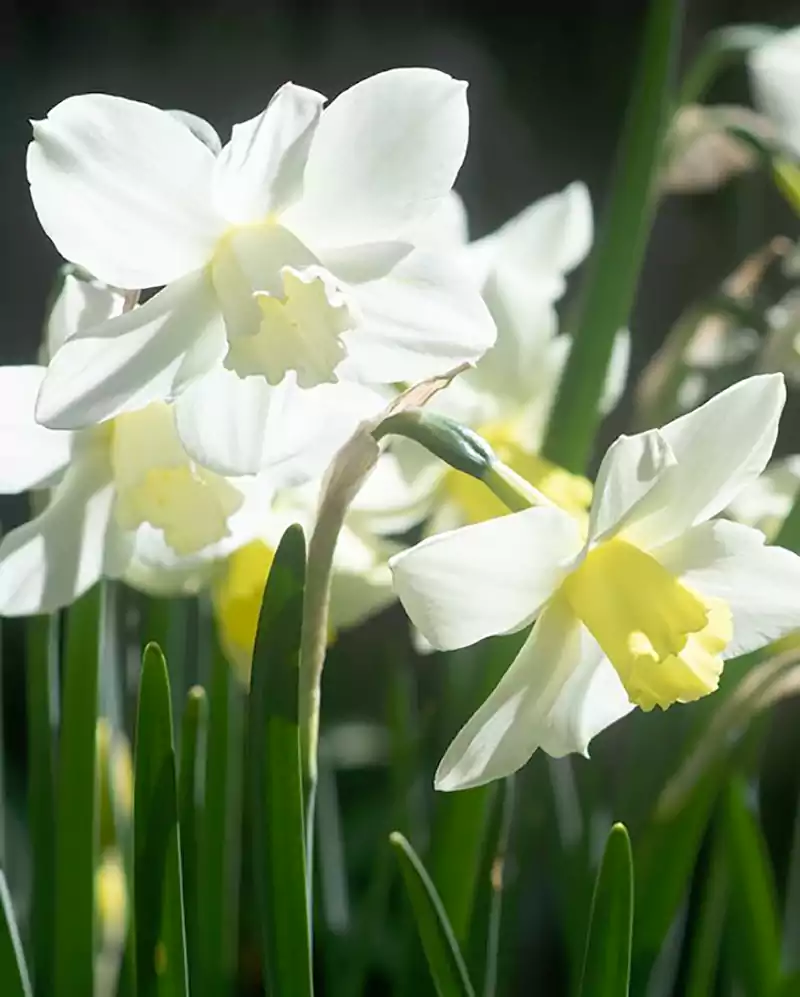 Jonquilla daffodils