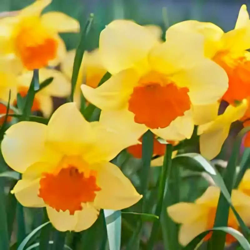 Large cup daffodils