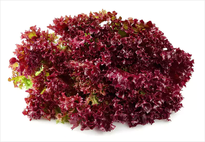 Lolla Rossa Lettuce