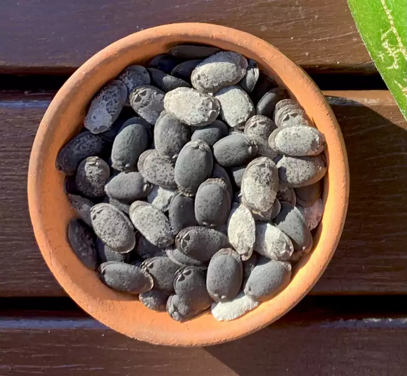 Loofah seeds