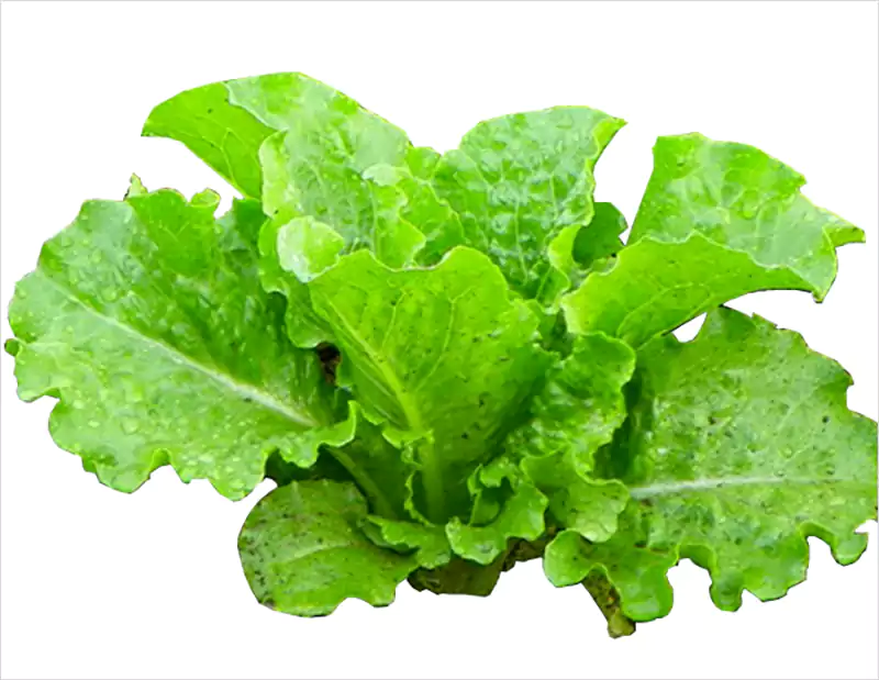 Loose Leaf Lettuce