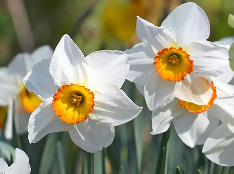 Narcissus flowerss