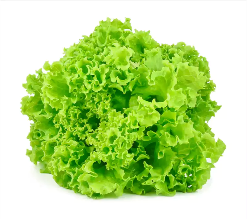 Oak leaf Lettuce
